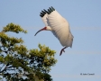 White-Ibis;Ibis;Eudocimus-albus;Flight;One;one-animal;avifauna;bird;birds;feathe